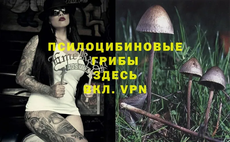 Псилоцибиновые грибы Psilocybe  Пугачёв 